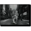 Tiger in the City Wall Art
